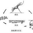 按蚊屬 按蚊屬