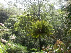 出雲山自然保留區植物