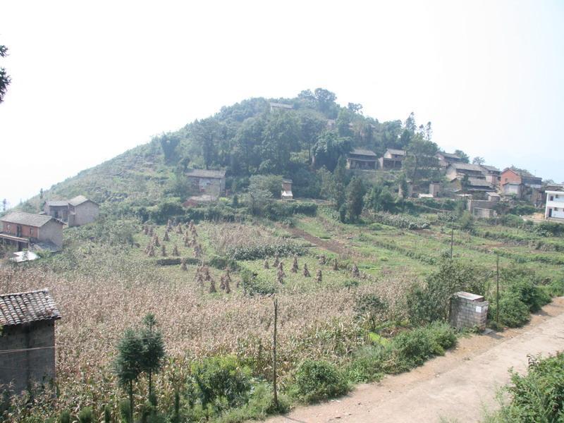 大卓別村 大卓別村