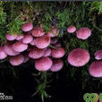 粉蘑菇