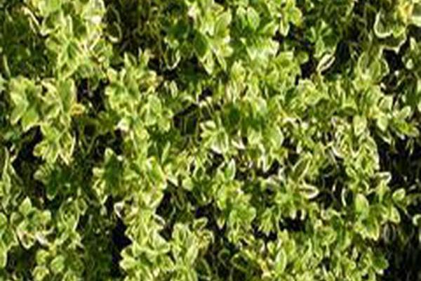 Buxus sempervirens \x27Elegantissima\x27 Buxus sempervirens \x27Elegantissima\x27