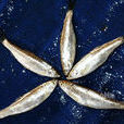 騷凡子魚 騷凡子魚