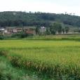 小山心村 小山心村
