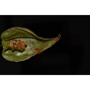 Physalis aggregata