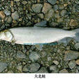 大北鮭 大北鮭