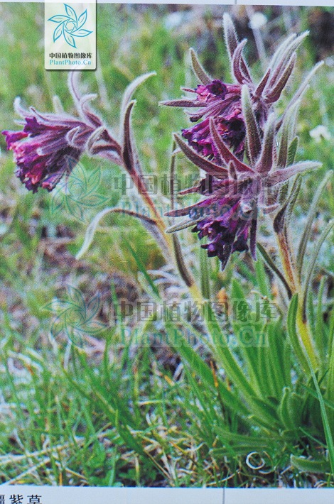 軟紫草