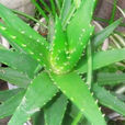 龍爪(百合科蘆薈屬植物) 龍爪(百合科蘆薈屬植物)