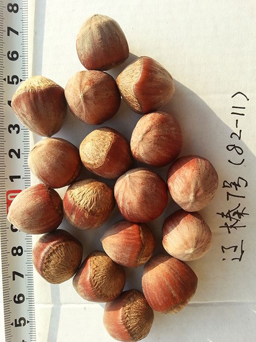 遼榛7號 遼榛7號