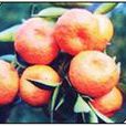 方岩紅桔 方岩紅桔