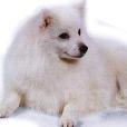 絨毛犬 絨毛犬