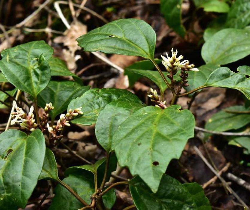 板凳果屬(Pachysandra) 板凳果屬(Pachysandra)