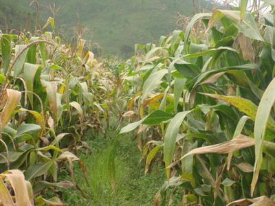 黃木村種植玉米