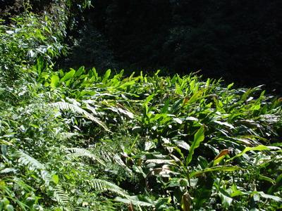 村民種植的草果