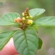 腎果小扁豆(遠志科遠志屬植物) 腎果小扁豆(遠志科遠志屬植物)