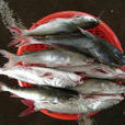 成仔魚 成仔魚