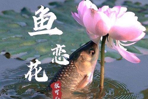 魚戀花 魚戀花