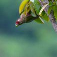 彩繪錐尾鸚鵡阿蘇艾羅半島亞種