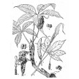 豬籠南星 豬籠南星