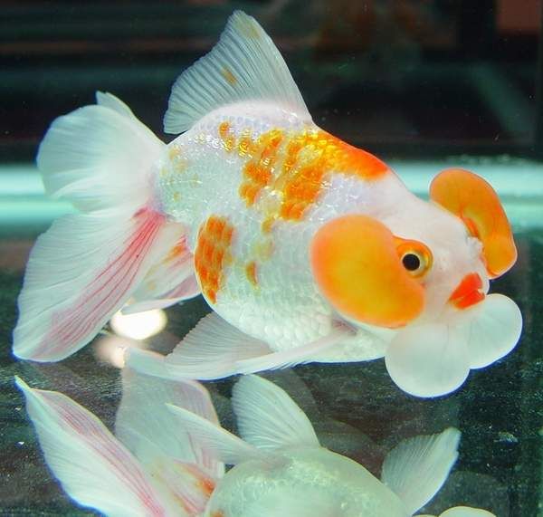紅白水泡金魚