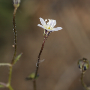 Lathrocasis tenerrima
