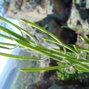 Exhalimolobos palmeri