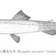 小鰭龍頭魚 小鰭龍頭魚