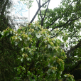 山羊角樹(貴州嘉麗樹) 山羊角樹(貴州嘉麗樹)