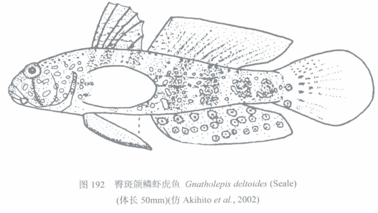 臀斑頜鱗蝦虎魚
