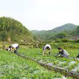 瑤溪村(安徽省休寧縣商山鄉下轄村) 瑤溪村(安徽省休寧縣商山鄉下轄村)