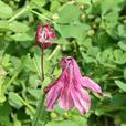 華北耬斗菜 華北耬斗菜