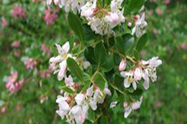Escallonia × rigida