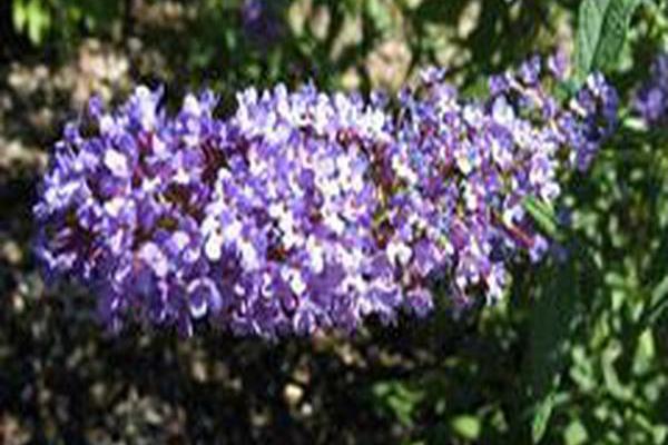 Buddleja davidii \x27Pyrkeep\x27 PURPLE EMPEROR