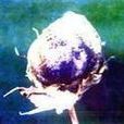 棉花黑星病 棉花黑星病