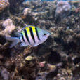 五帶豆娘魚 五帶豆娘魚