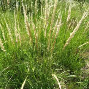 Pappophorum mucronulatum