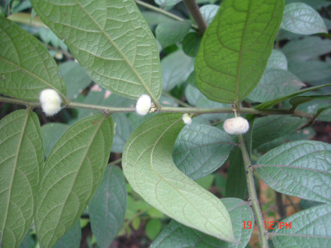 毛果組(豆科豬屎豆屬植物)