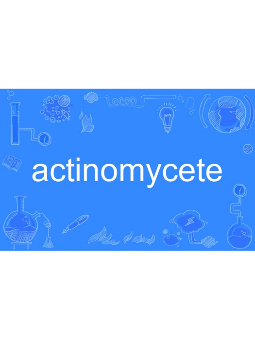 actinomycete actinomycete