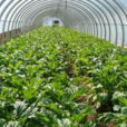 魯白15號 魯白15號