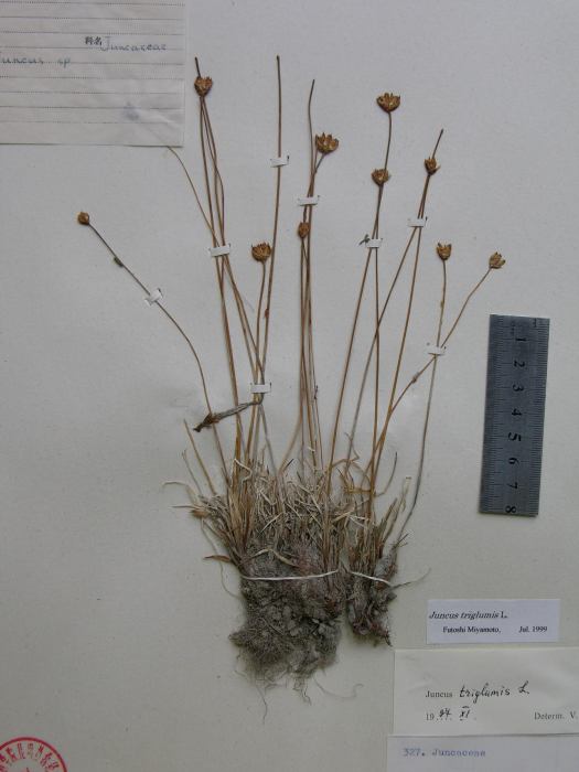 貼苞燈芯草 貼苞燈芯草