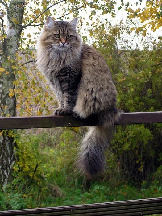 西伯利亞森林貓(西伯利亞貓)