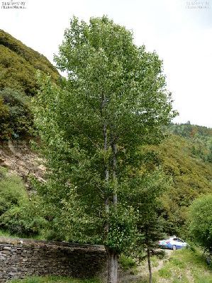 毅楊7號 毅楊7號