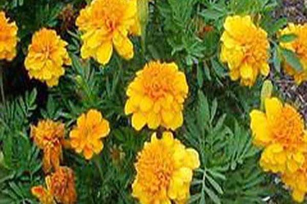 Tagetes patula Tagetes patula