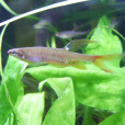 紅濺水魚 紅濺水魚