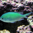 藍綠光鰓魚 藍綠光鰓魚