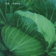 秦甘70 秦甘70