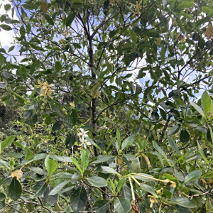 Cosmibuena macrocarpa