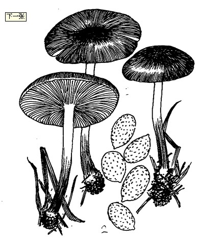金舌囊蘑屬種類2