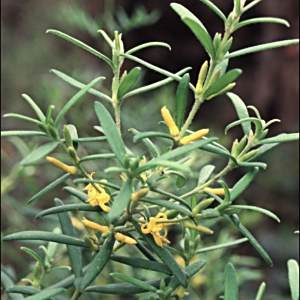 Persoonia mollis