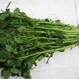 豆瓣菜屬 豆瓣菜屬