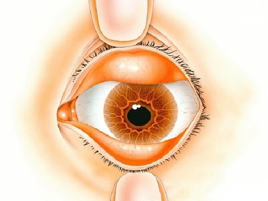 眼結膜